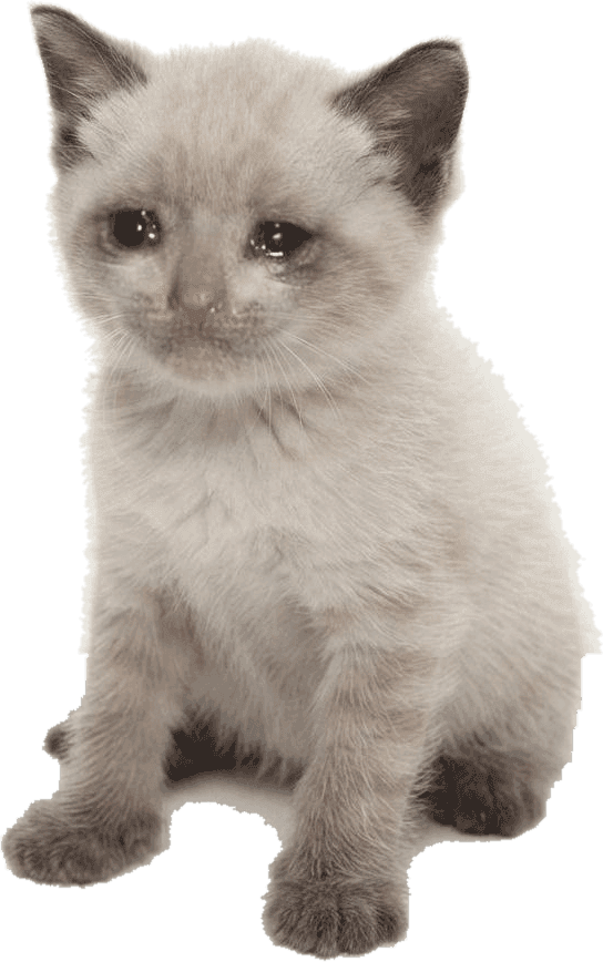 The CASHKITTEN mascot: a pale colourpoint kitten with dark ears and paws, sitting.